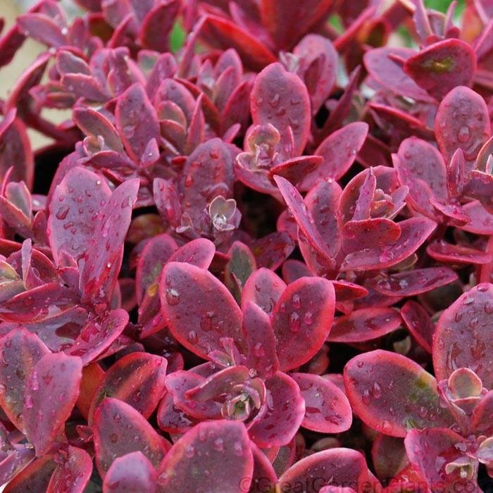 SunSparkler® Wildfire - Sedum from E.C. Brown's Nursery