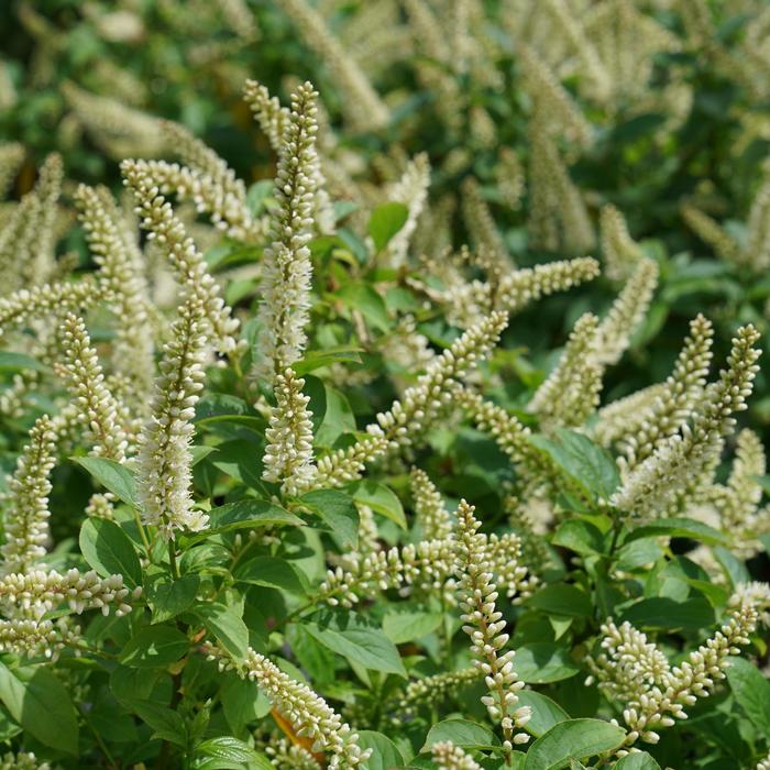 Fizzy Mizzy® Sweetspire - Itea virginica from E.C. Brown's Nursery