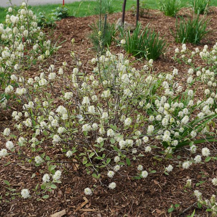 Legend of the Small® Bottlebrush - Fothergilla x intermedia from E.C. Brown's Nursery