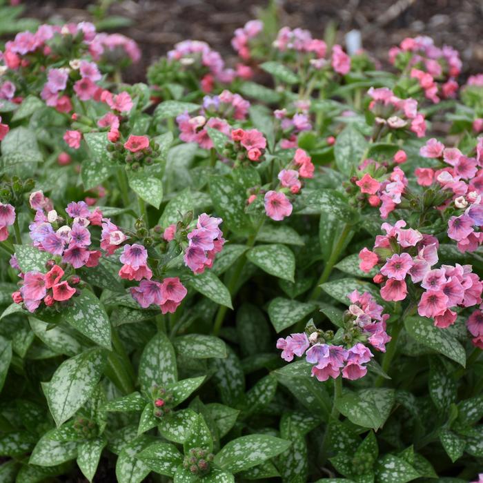 'Pretty in Pink' Lungwort - Pulmonaria from E.C. Brown's Nursery 'Pretty in Pink' Lungwort - Pulmonaria from E.C. Brown's Nursery