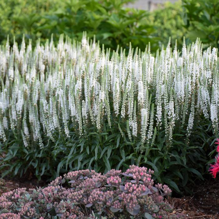Magic Show® 'White Wands' - Veronica (Spike Speedwell) from E.C. Brown's Nursery Magic Show® 'White Wands' - Veronica (Spike Speedwell) from E.C. Brown's Nursery
