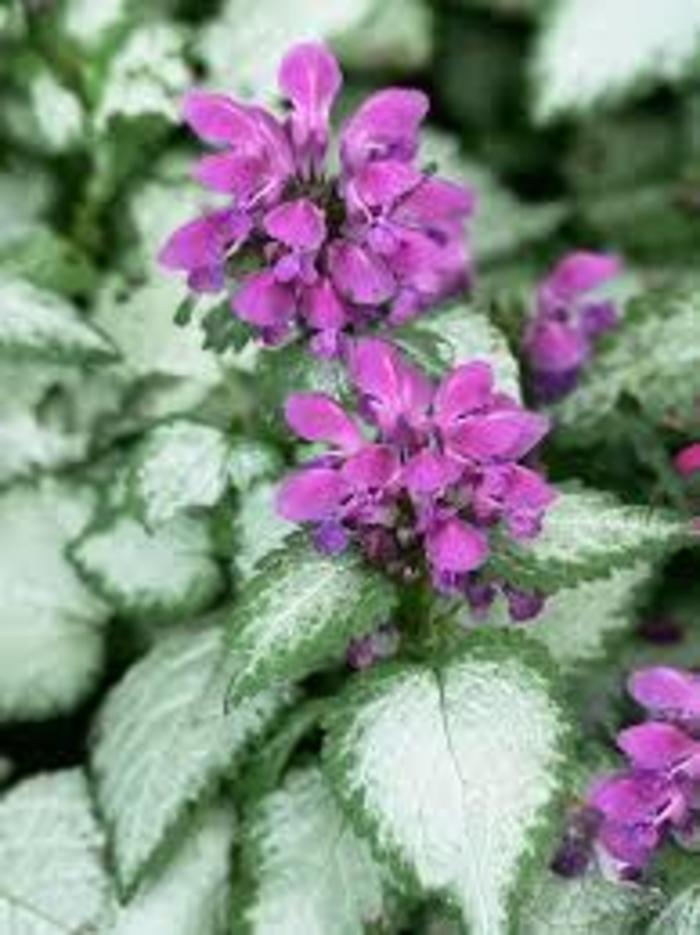 'Beacon Silver' - Lamium maculatum from E.C. Brown's Nursery