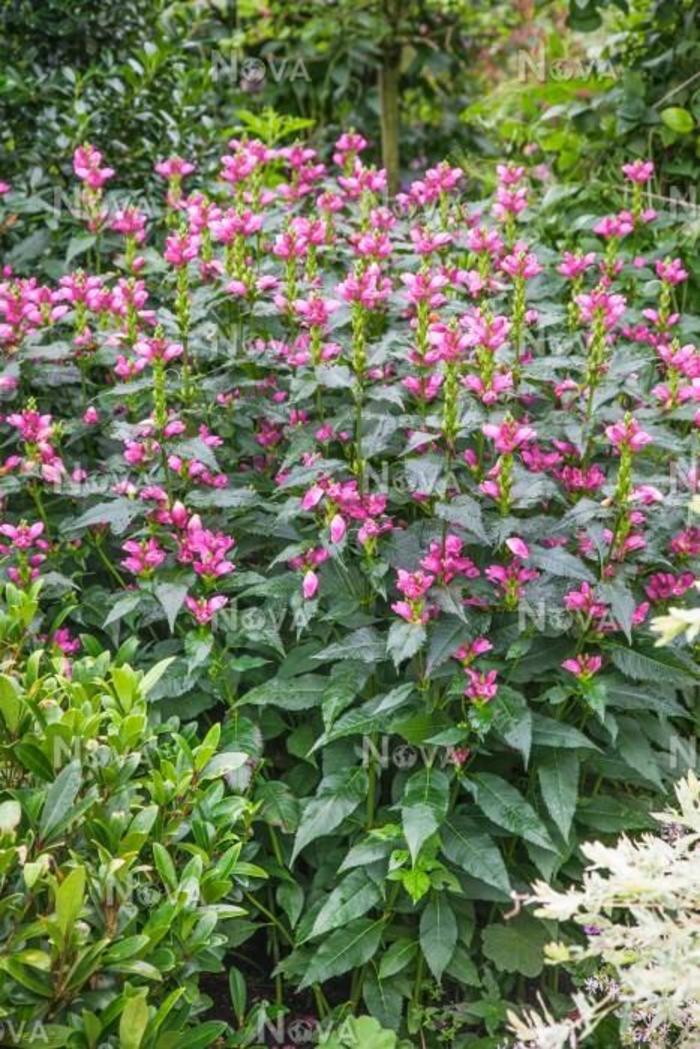Tiny Tortuga Pink Turtlehead - Chelone obliqua 'Armtipp02' (Pink Turtlehead) from E.C. Brown's Nursery Tiny Tortuga Pink Turtlehead - Chelone obliqua 'Armtipp02' (Pink Turtlehead) from E.C. Brown's Nursery