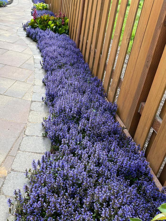 Blueberry Muffin Bugleweed - Ajuga reptans 'Blueberry Muffin' PP22092 (Bugleweed) from E.C. Brown's Nursery Blueberry Muffin Bugleweed - Ajuga reptans 'Blueberry Muffin' PP22092 (Bugleweed) from E.C. Brown's Nursery