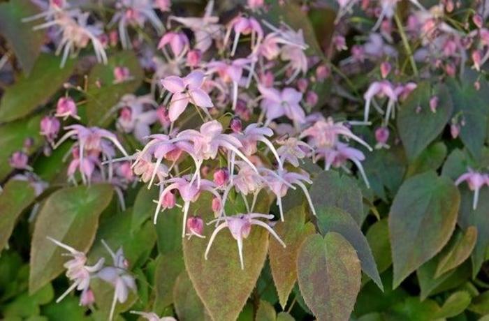 'Pretty in Pink' Barrenwort - Epimedium grandiflorum from E.C. Brown's Nursery