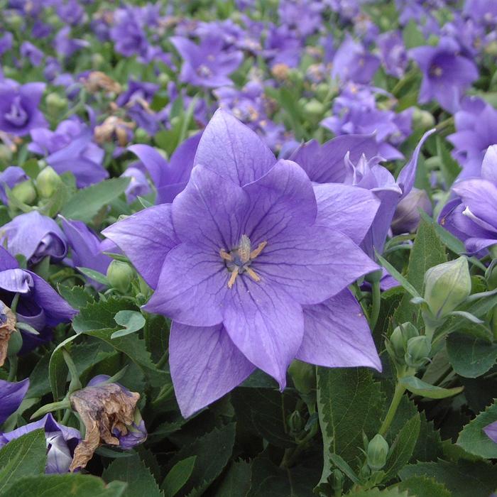 'Astra Double Blue' Balloon Flower - Platycodon hybrid from E.C. Brown's Nursery 'Astra Double Blue' Balloon Flower - Platycodon hybrid from E.C. Brown's Nursery