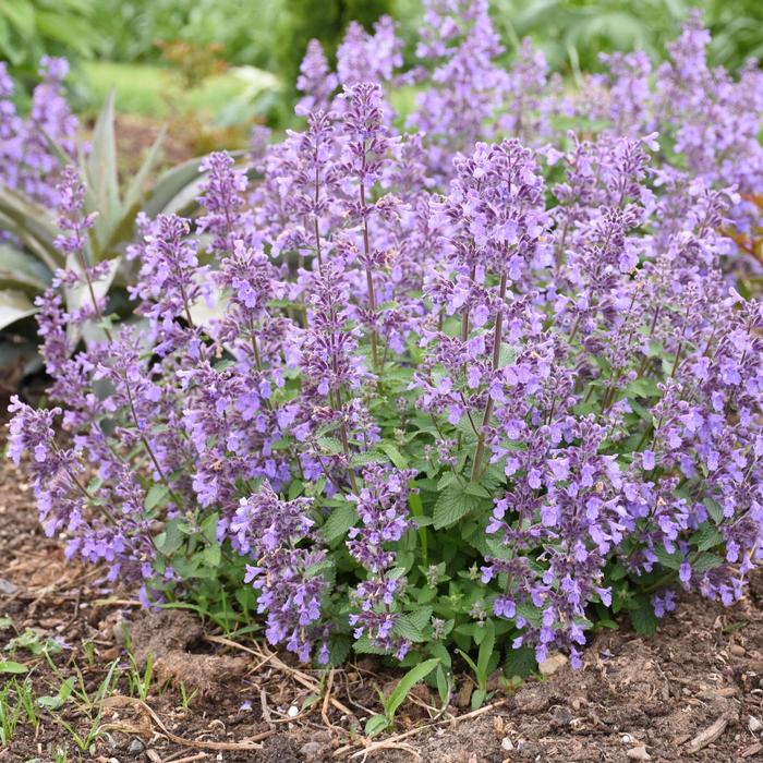 'Picture Purrfect' Catmint - Nepeta x from E.C. Brown's Nursery 'Picture Purrfect' Catmint - Nepeta x from E.C. Brown's Nursery