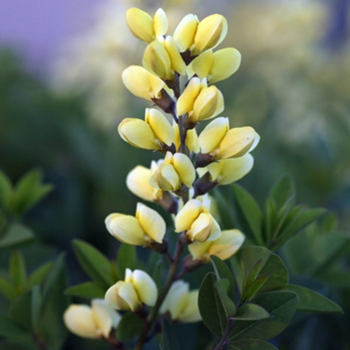 Decadence® Lemon Meringue - Baptisia 'Lemon Meringue' USPP 24,280 (False Indigo) from E.C. Brown's Nursery