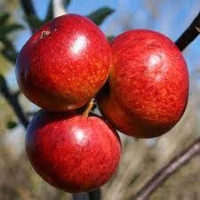 Dabinett Apple - Apple ''Dabinett'' from E.C. Brown's Nursery