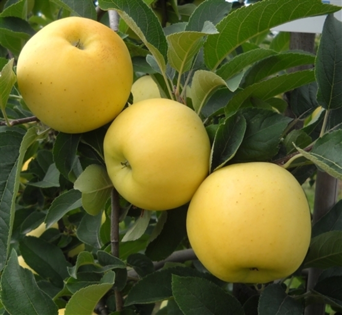 Gold Rush Apple - Apple ''GoldRush'' from E.C. Brown's Nursery