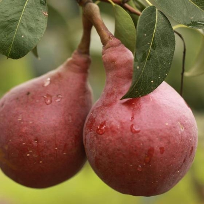 Pear (Pyrus) 'Red Clapp's] - Pear 'Red Clapps' from E.C. Brown's Nursery