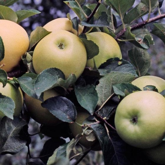 Pristine SD Apple - Apple 'Pristine' from E.C. Brown's Nursery