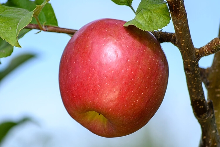 Aztec Red Fuji Apple - Apple 'Aztec Fuji' from E.C. Brown's Nursery Aztec Red Fuji Apple - Apple 'Aztec Fuji' from E.C. Brown's Nursery