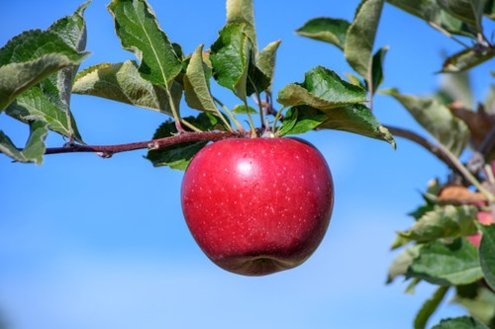 Snapp Stayman Apple - Apple 'Snapp Stayman' from E.C. Brown's Nursery