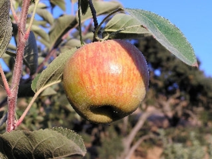 Ribston Pippin SD Apple (cider) - Apple 'Ribston Pippin' from E.C. Brown's Nursery