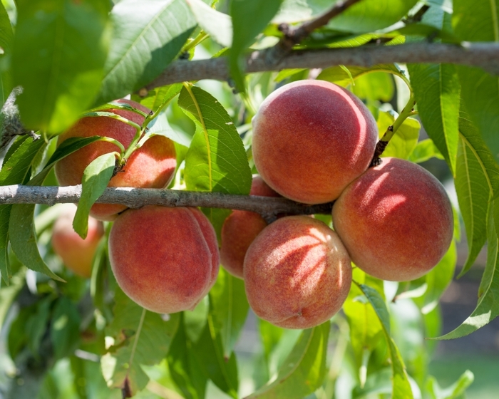 Early RedHaven Peach - Peach (Pyrus) 'Early Redhaven' from E.C. Brown's Nursery Early RedHaven Peach - Peach (Pyrus) 'Early Redhaven' from E.C. Brown's Nursery