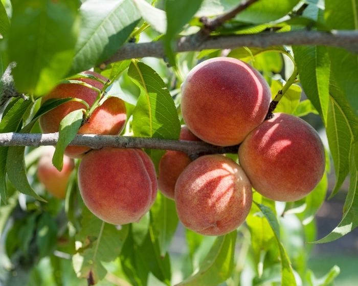 Early RedHaven Peach - Peach (Pyrus) 'Early Redhaven' from E.C. Brown's Nursery