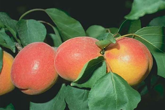 GoldStrike Apricot - Apricot (Prunus 'GoldStrike' from E.C. Brown's Nursery GoldStrike Apricot - Apricot (Prunus 'GoldStrike' from E.C. Brown's Nursery