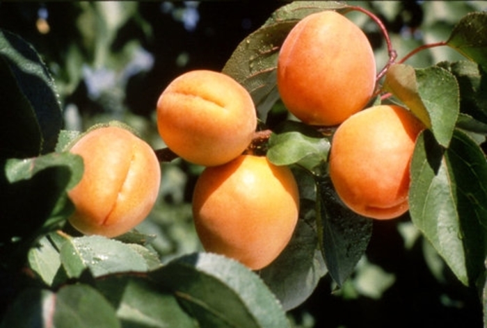 Goldrich Apricot - Apricot (Prunus) 'Goldrich' from E.C. Brown's Nursery Goldrich Apricot - Apricot (Prunus) 'Goldrich' from E.C. Brown's Nursery
