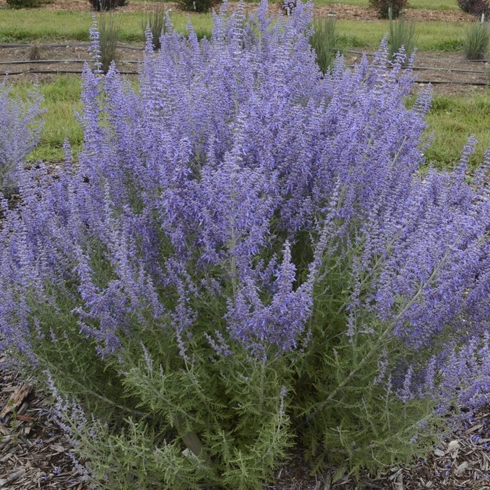 Denim 'n Lace Russian Sage - Perovskia atriplicifolia 'Denim 'n Lace' PP28445, Can 5568 (Russian Sage) from E.C. Brown's Nursery