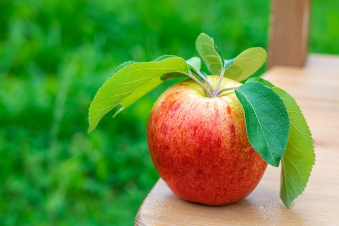 Gala Apple - Apple 'Gala' from E.C. Brown's Nursery