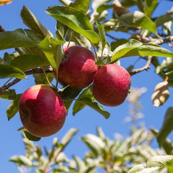 Red Rome SD Apple - Apple 'Red Rome' from E.C. Brown's Nursery