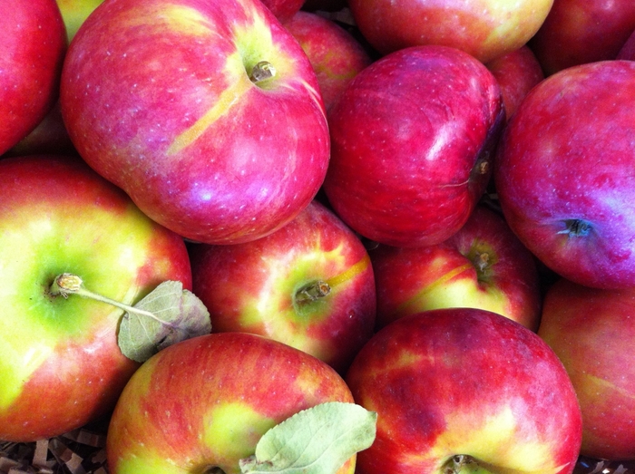 Red Gravenstein SD Apple - Apple 'Red Gravenstein' from E.C. Brown's Nursery