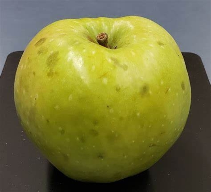 Pound Sweet SD Apple - Apple 'Pound Sweet' from E.C. Brown's Nursery