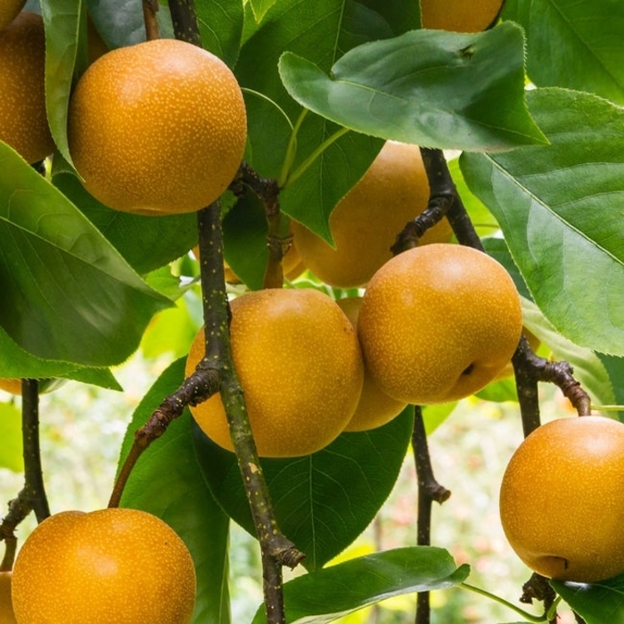 Nijisseiki/20th Century Asian Pear - Pyrus (Asian Pear) 'Nijisseiki' from E.C. Brown's Nursery