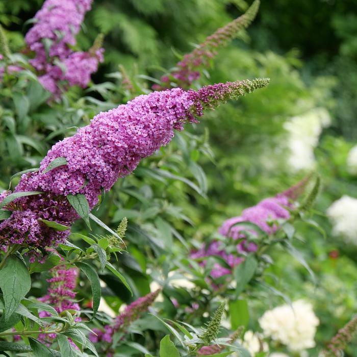 Butterfly Bush - Buddleia from E.C. Brown's Nursery