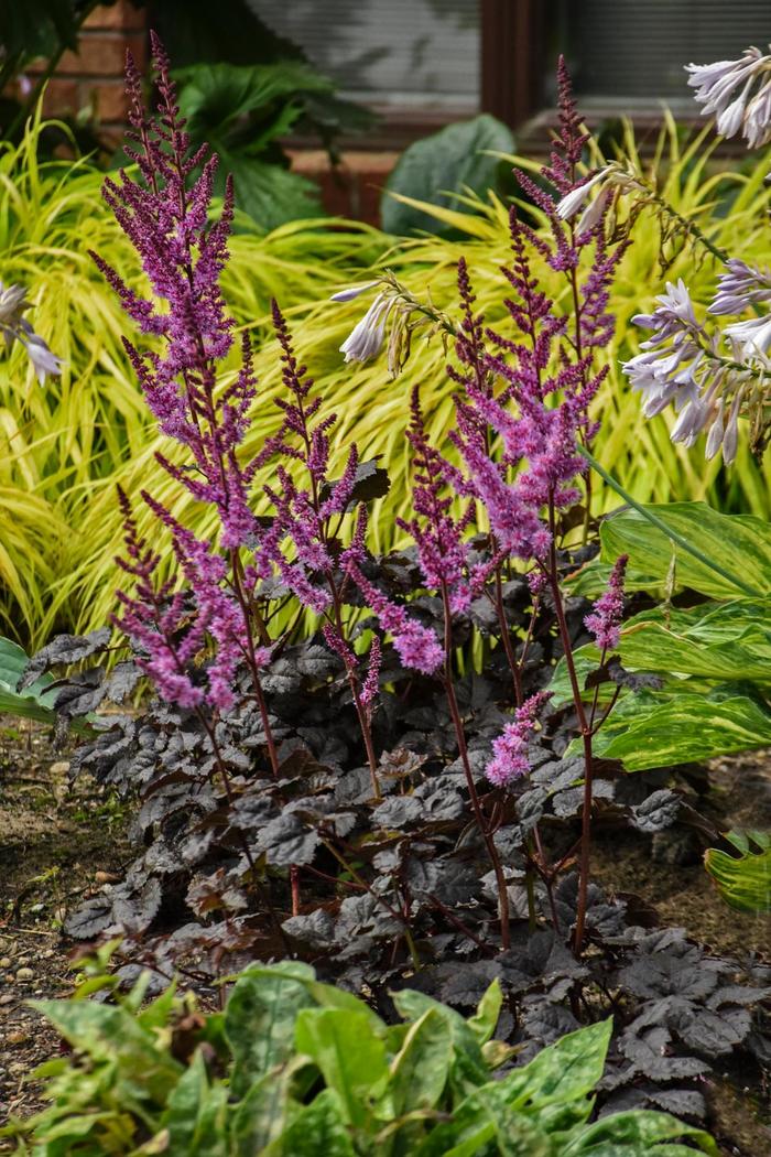 'Dark Side of the Moon' False Spirea - Astilbe from E.C. Brown's Nursery