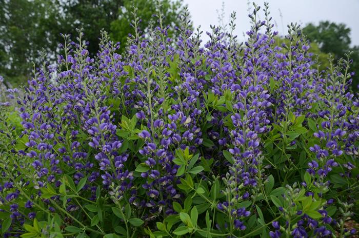 Decadence® Blueberry Sundae - Baptisia hybrid from E.C. Brown's Nursery