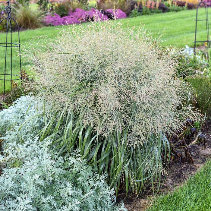 Prairie Winds® Niagara Falls - Panicum virgatum PPAF, Can PBRAF from E.C. Brown's Nursery