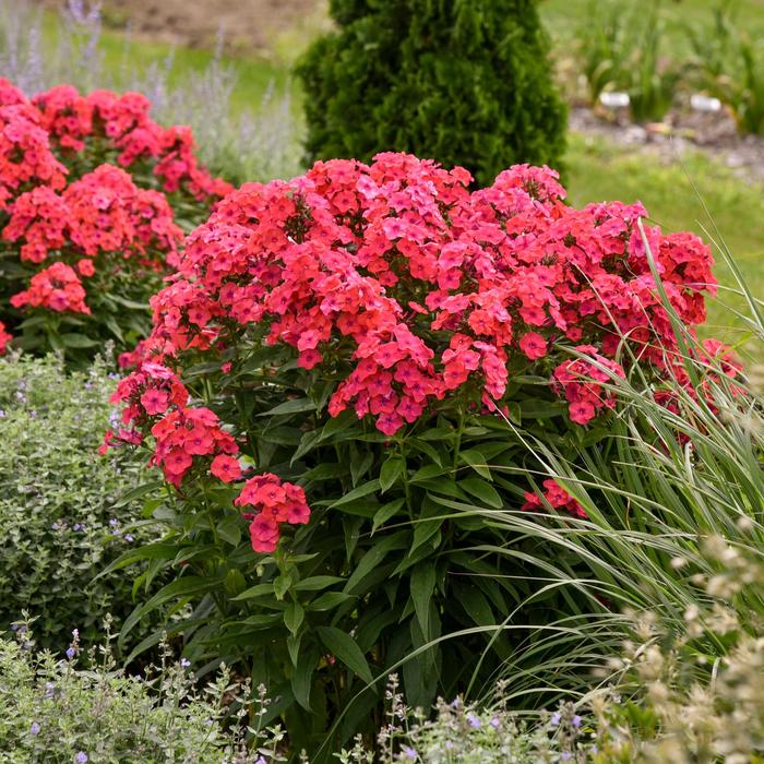 Luminary™ 'Sunset Coral' - Phlox paniculata (Garden Phlox) from E.C. Brown's Nursery