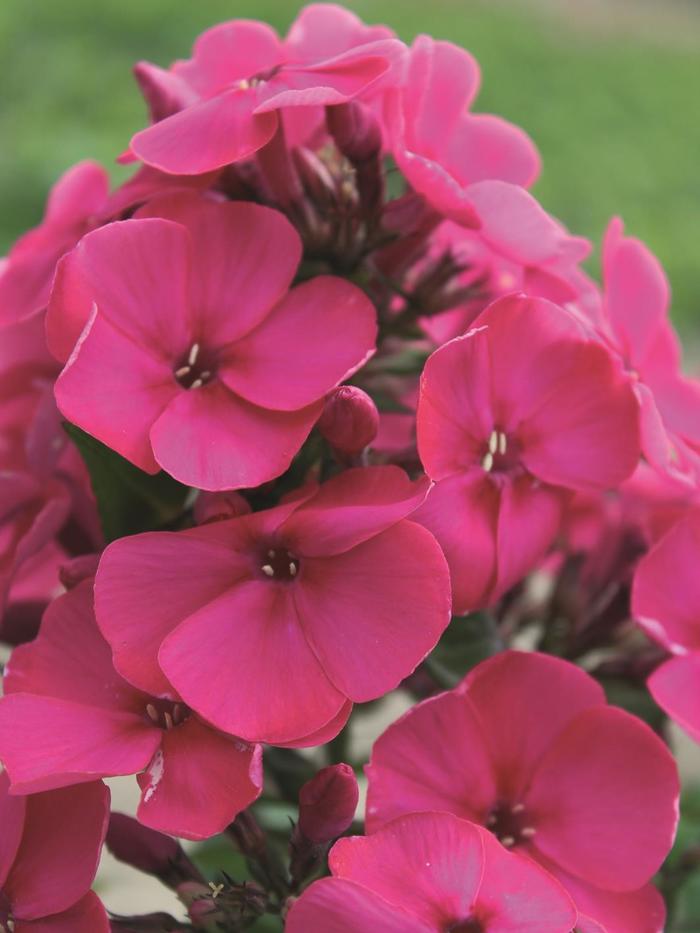 EARLY 'Cerise' - Phlox paniculata (Garden Phlox) from E.C. Brown's Nursery