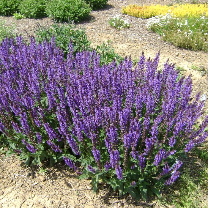 'Blue by You' Meadow Sage - Salvia nemorosa from E.C. Brown's Nursery 'Blue by You' Meadow Sage - Salvia nemorosa from E.C. Brown's Nursery