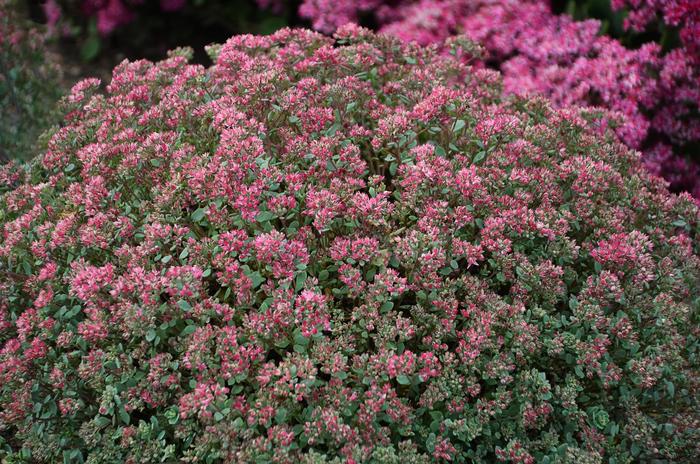 Steel The Show Stonecrop - Sedum cauticola ''Steel The Show'' PP31314 (Stonecrop) from E.C. Brown's Nursery