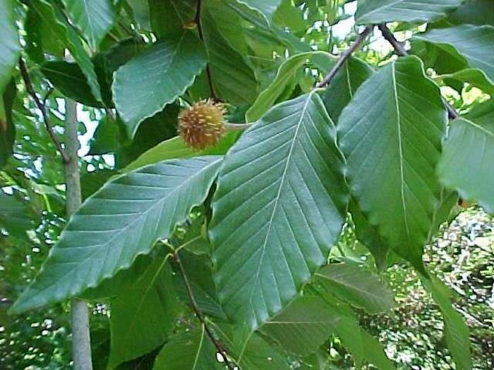 American Beech - Fagus grandifolia (American Beech) from E.C. Brown's Nursery American Beech - Fagus grandifolia (American Beech) from E.C. Brown's Nursery