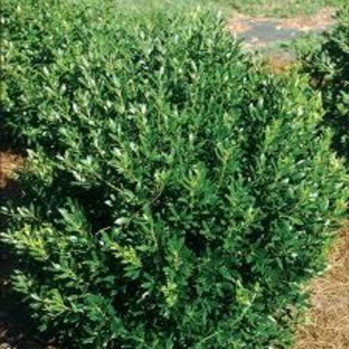 Densa Densa Inkberry - Ilex glabra 'Densa' (Densa Inkberry) from E.C. Brown's Nursery