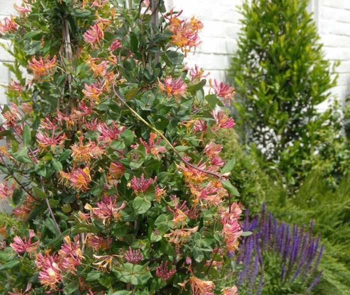 'Goldflame' - Lonicera x heckrottii from E.C. Brown's Nursery