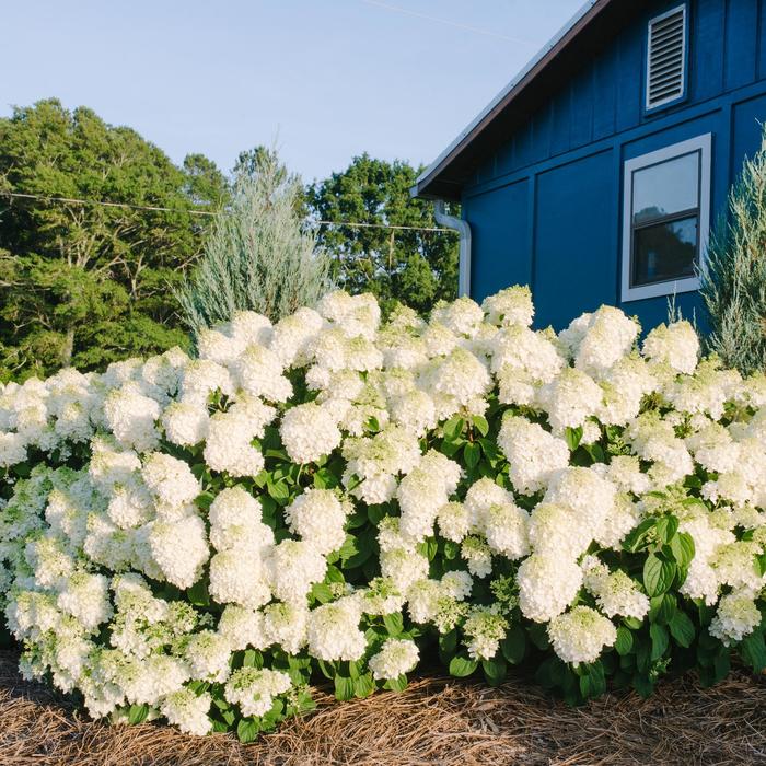 Little Hottie® - Hydrangea paniculata 'Bailpanone' PP32549 from E.C. Brown's Nursery