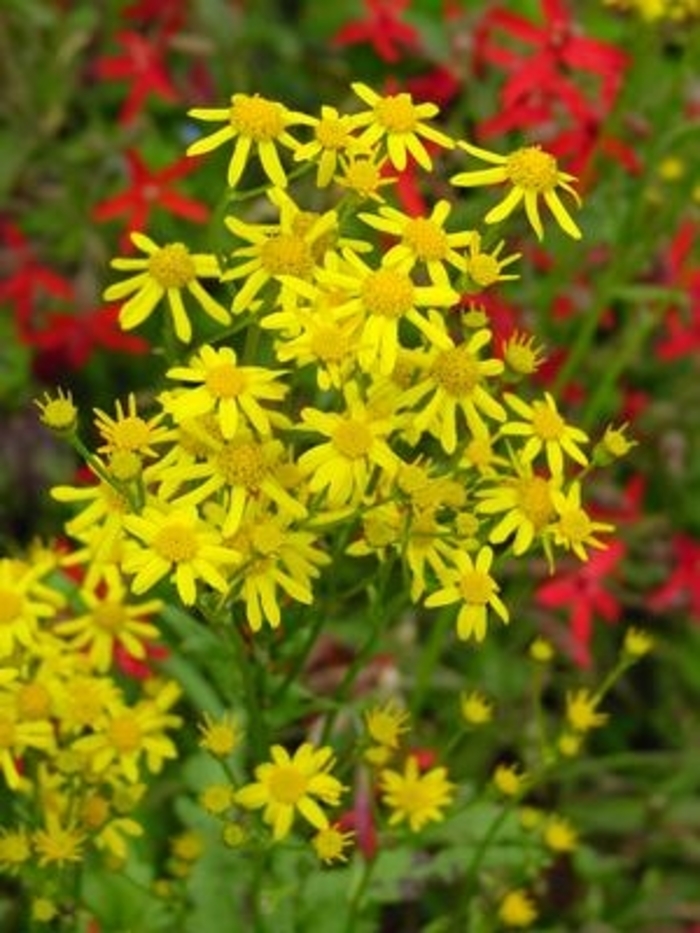 Golden Ragwort - Packera aurea from E.C. Brown's Nursery Golden Ragwort - Packera aurea from E.C. Brown's Nursery