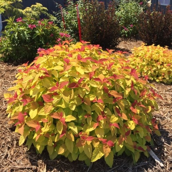 Double Play® Candy Corn® - Spiraea japonica from E.C. Brown's Nursery