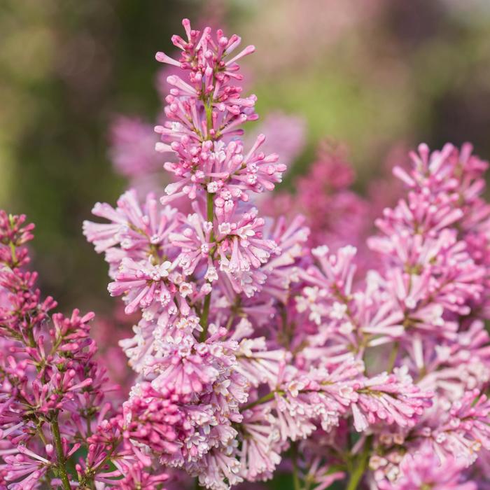 Pinktini™ Lilac - Syringa vulgaris from E.C. Brown's Nursery