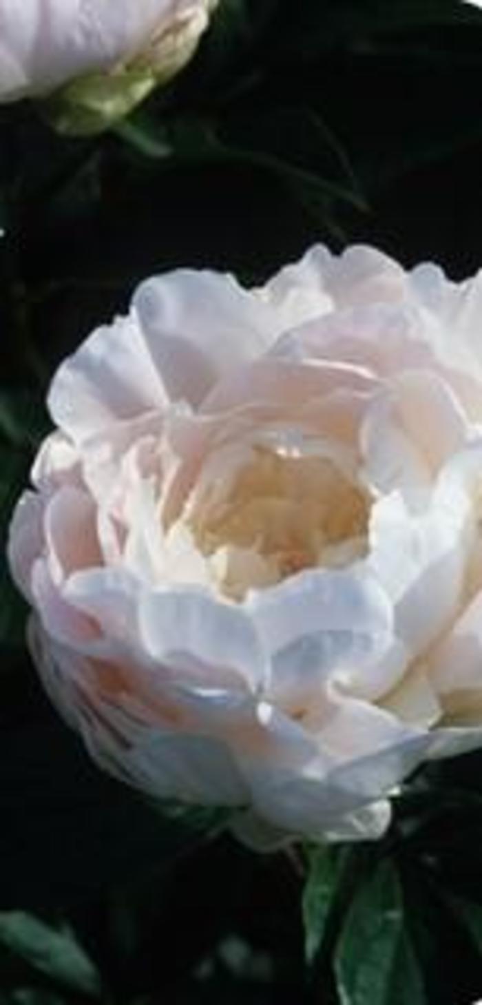 Peony - Paeonia lactiflora 'Autens Pride' from E.C. Brown's Nursery