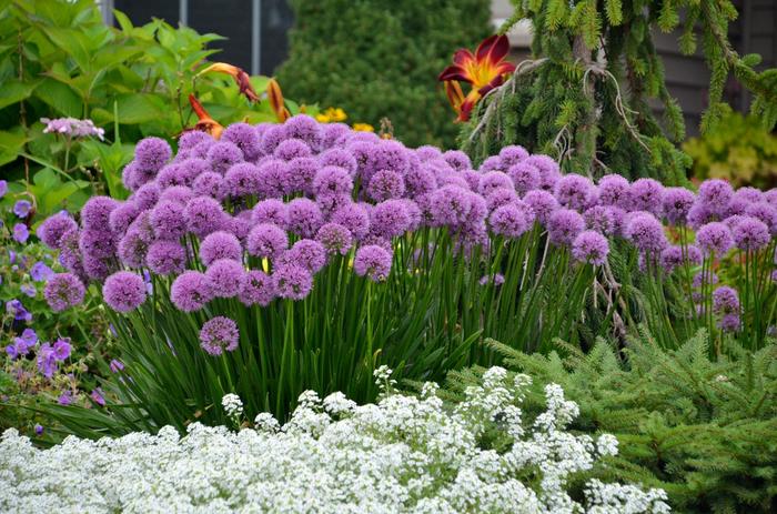 Ornamental Onion - Allium 'Millennium' from E.C. Brown's Nursery Ornamental Onion - Allium 'Millennium' from E.C. Brown's Nursery