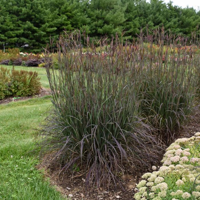 'Blackhawks' Big Bluestem - Andropogon gerardii from E.C. Brown's Nursery