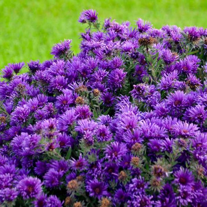 'Grape Crush' New England Aster - Aster novae-angliae from E.C. Brown's Nursery