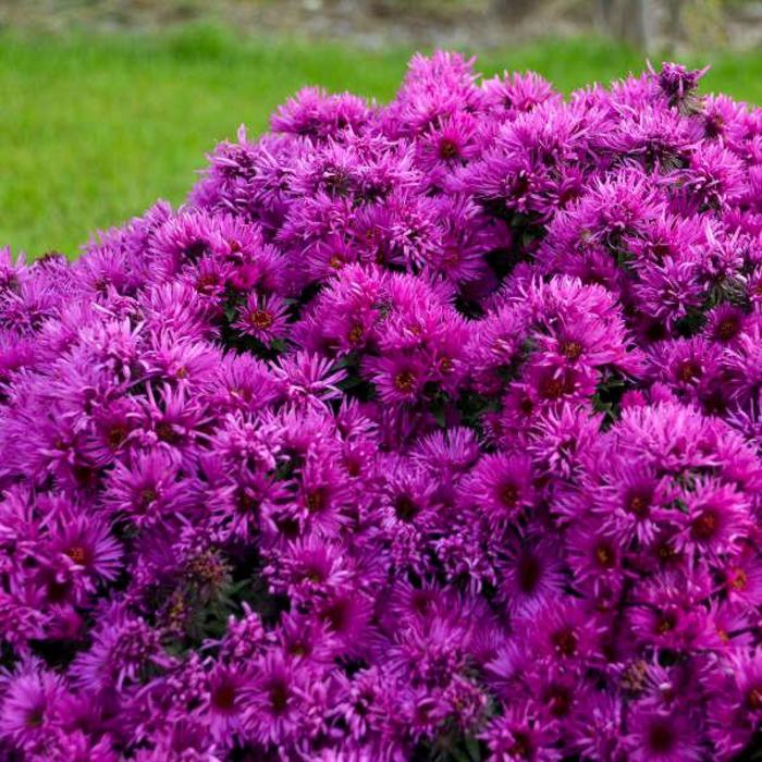 'Pink Crush' New England Aster - Aster novae-angliae from E.C. Brown's Nursery