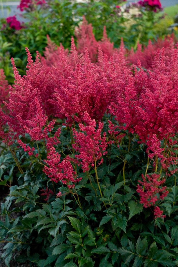 Montgomery False Spirea - Astilbe japonica 'Montgomery' (False Spirea) from E.C. Brown's Nursery